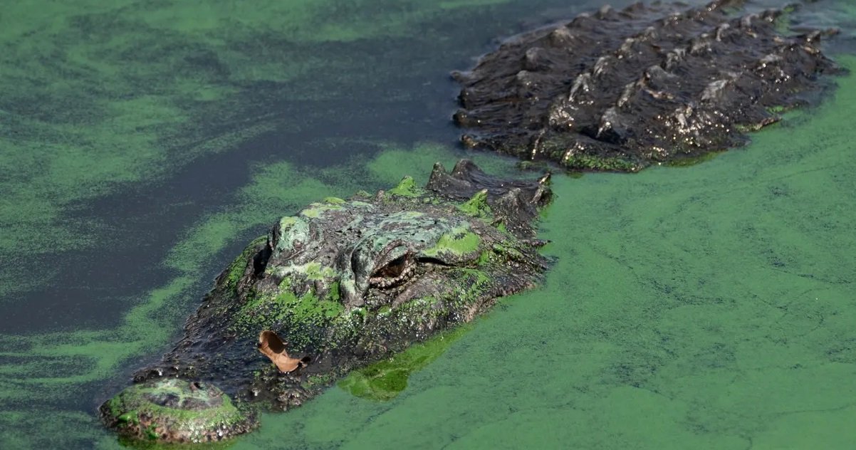 alligator.jpg?resize=412,275 - Vienne: un pêcheur aurait aperçu un alligator dans une rivière