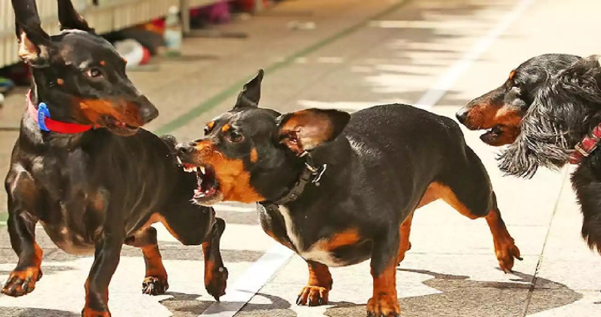 cleps1.jpg?resize=412,275 - Une femme de 36 ans a été attaquée à mort dans la rue par une meute de chien