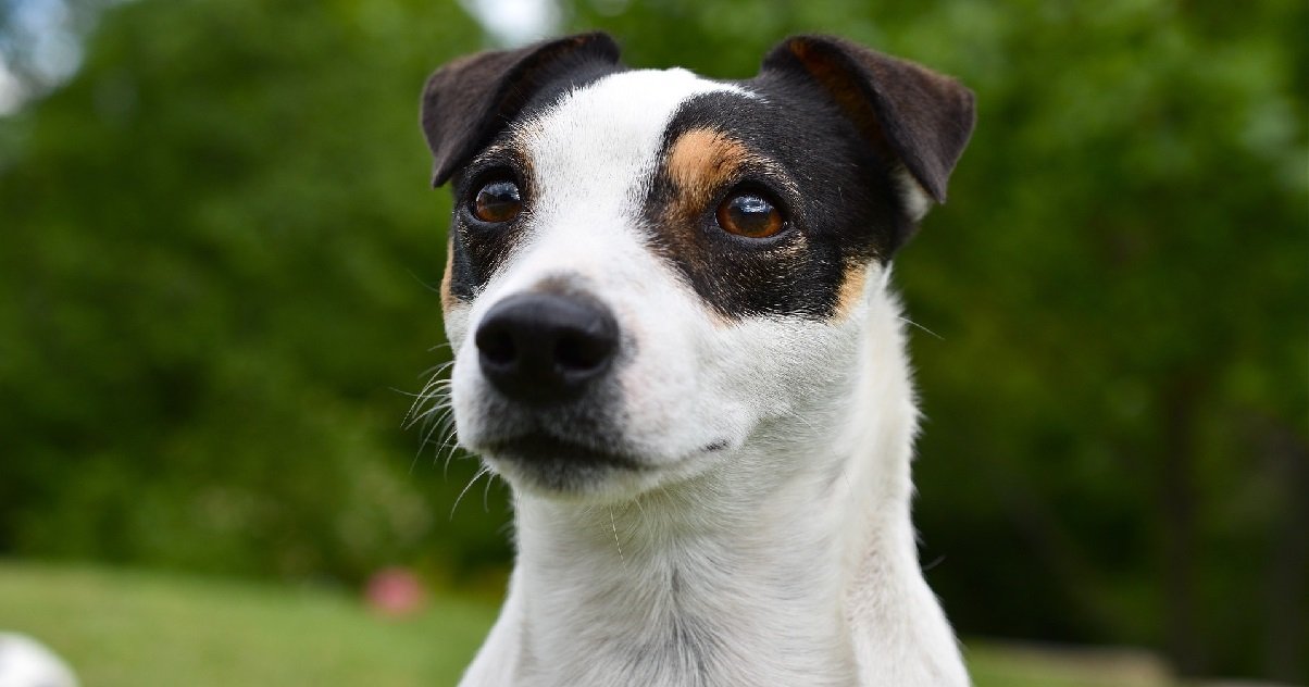 cleps2.jpg?resize=412,275 - La Baule: un couple a retrouvé leur chien, un petit Jack Russel, égorgé dans le jardin