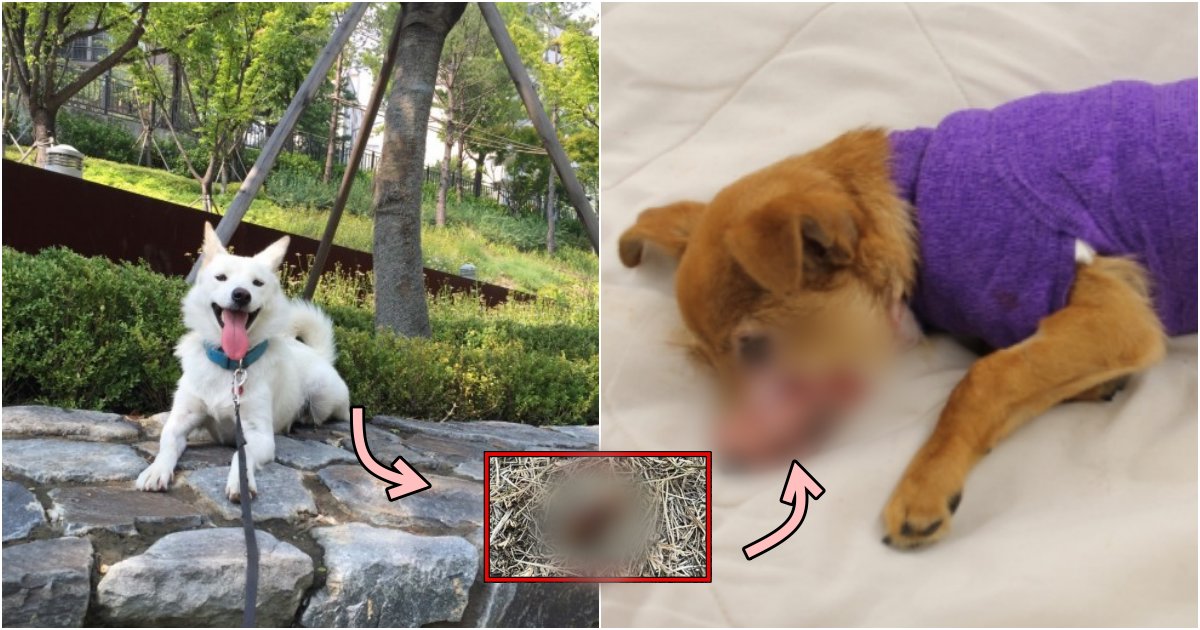 collage 11.png?resize=1200,630 - "몇 분만에 죽.는.다"  수원에서 강아지 산책하면 의문사 당할 수 있다는 '충격적인' 상황 (사진)