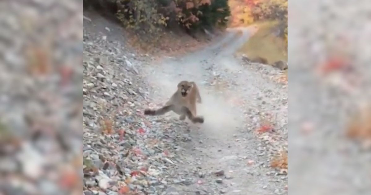 cougi.jpg?resize=412,275 - Vidéo: un randonneur s'est retrouvé nez à nez avec un cougar pendant 6 longues minutes