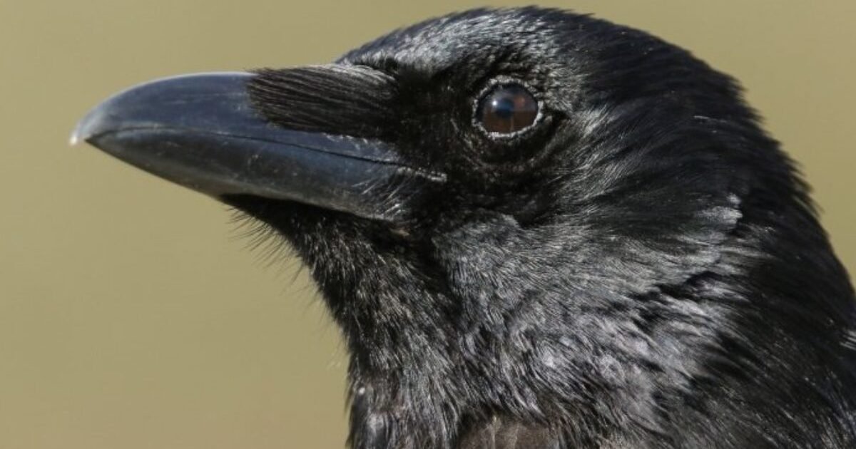 crows are capable of conscious thought scientists demonstrate for the 1280x720 e1601941505338.jpg?resize=1200,630 - Les corbeaux seraient capables de penser de manière consciente