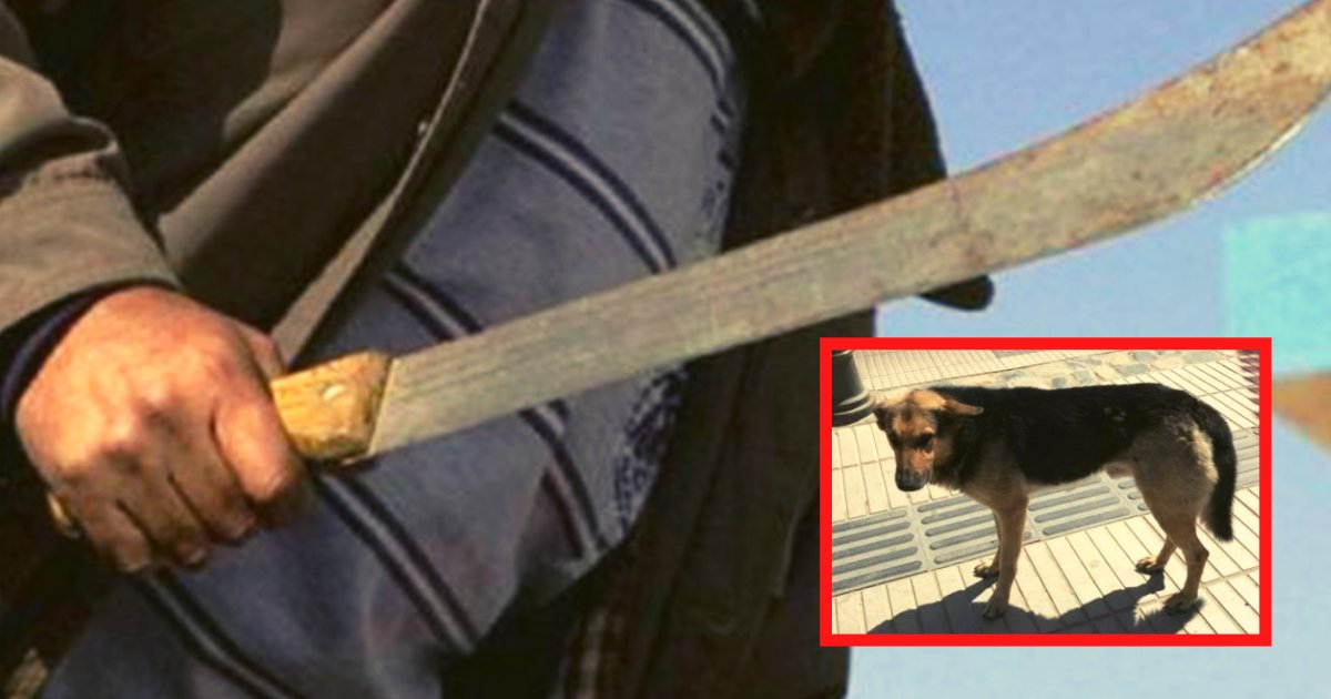 diseno sin titulo 15.png?resize=412,232 - Sacerdote Le Quitó La Vida A Un Perro Con Un Machete Porque El Animal Le Ladró