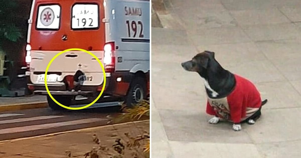 dog5.jpg?resize=412,275 - Loyal Dog Hops On Ambulance To Follow Her Owner To Hospital After He Fell Ill
