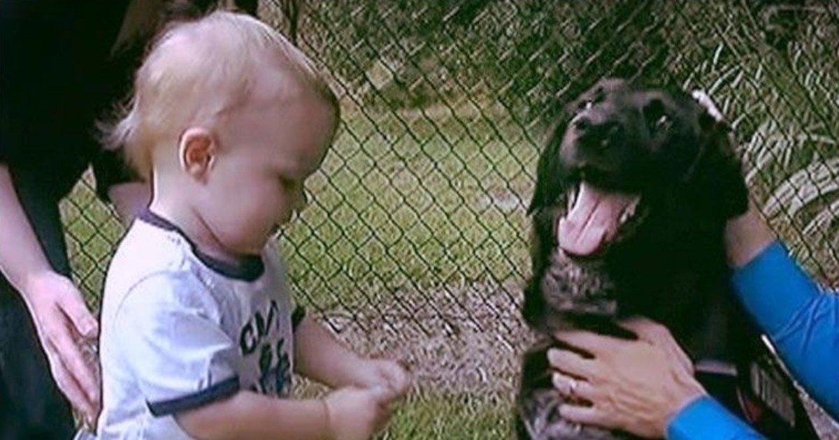 e18486e185aee1848ce185a6 11 1.jpg?resize=412,275 - Family Dog Dubbed A Hero After Saving 7-Month-Old Infant From Cruel Babysitter