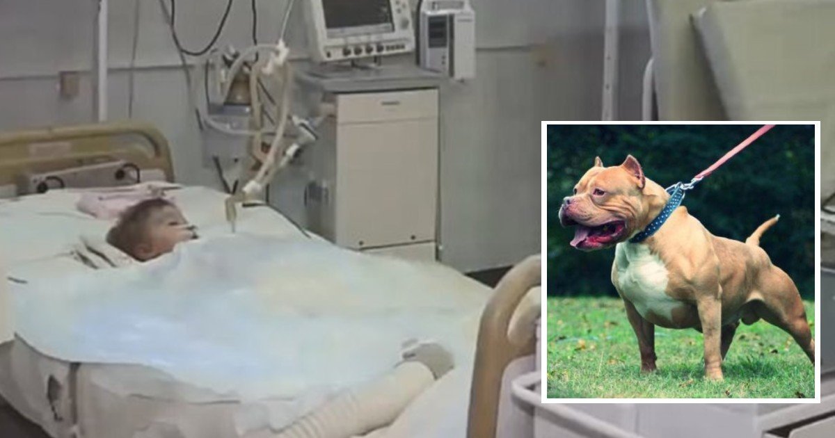 e18486e185aee1848ce185a6 2020 10 12t011634 339.jpg?fit=1024%2C538&ssl=1&strip=all - 2-Year Old Boy Dies After Dog Ripped Off His Genitals On His Birthday
