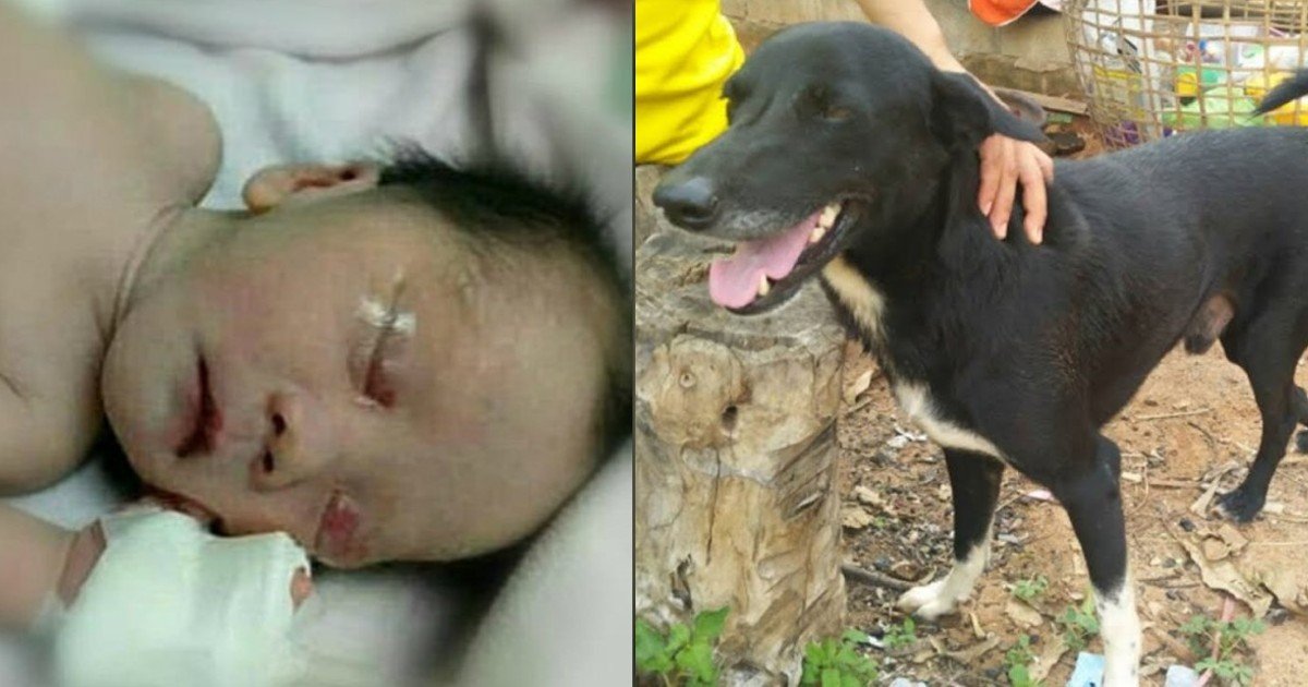 e18486e185aee1848ce185a6 2020 10 13t114204 105.jpg?resize=300,169 - Hero Dog Saves Newborn After Teen Mom Buries Son Alive