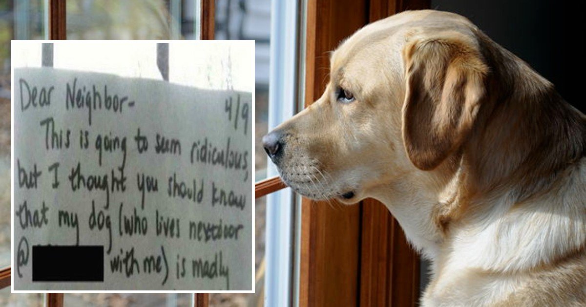 e18486e185aee1848ce185a6 2020 10 13t192508 217.jpg?resize=412,275 - Dog Who Kept Looking At Neighbor's Cat Left Heartbroken After Neighbor Blocked The View