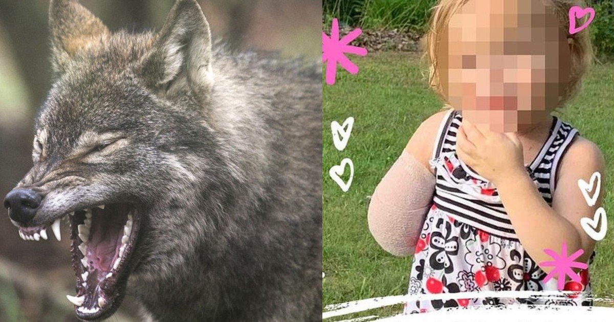 e18486e185aee1848ce185a6 2020 10 14t013019 478.jpg?resize=412,275 - Toddler Loses Arm After Reaching For Two Wolf-Dog Hybrids