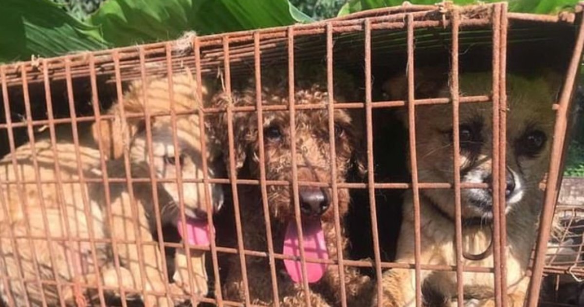 e18486e185aee1848ce185a6 23.jpg?resize=412,275 - More Than 62 Dogs Waiting To Be Killed Have Been Rescued