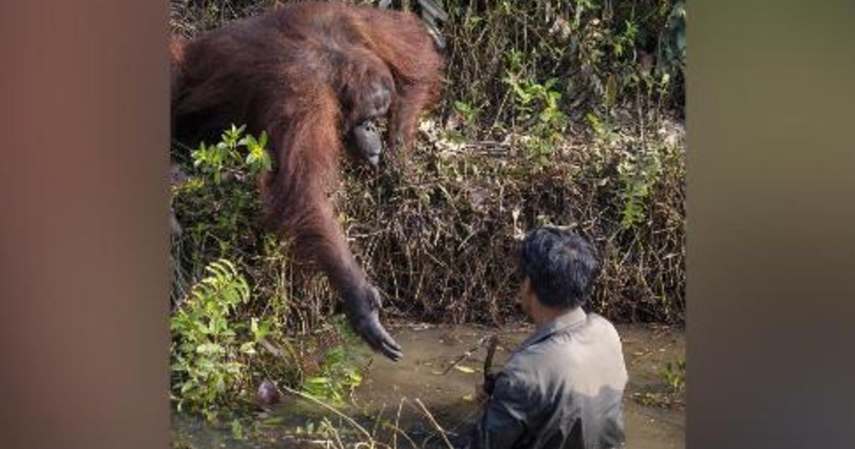 e18486e185aee1848ce185a6 38 1.jpg?resize=412,275 - Orangutan In Borneo Lends A Helping Hand To The Man Stuck In Snake Infested Water