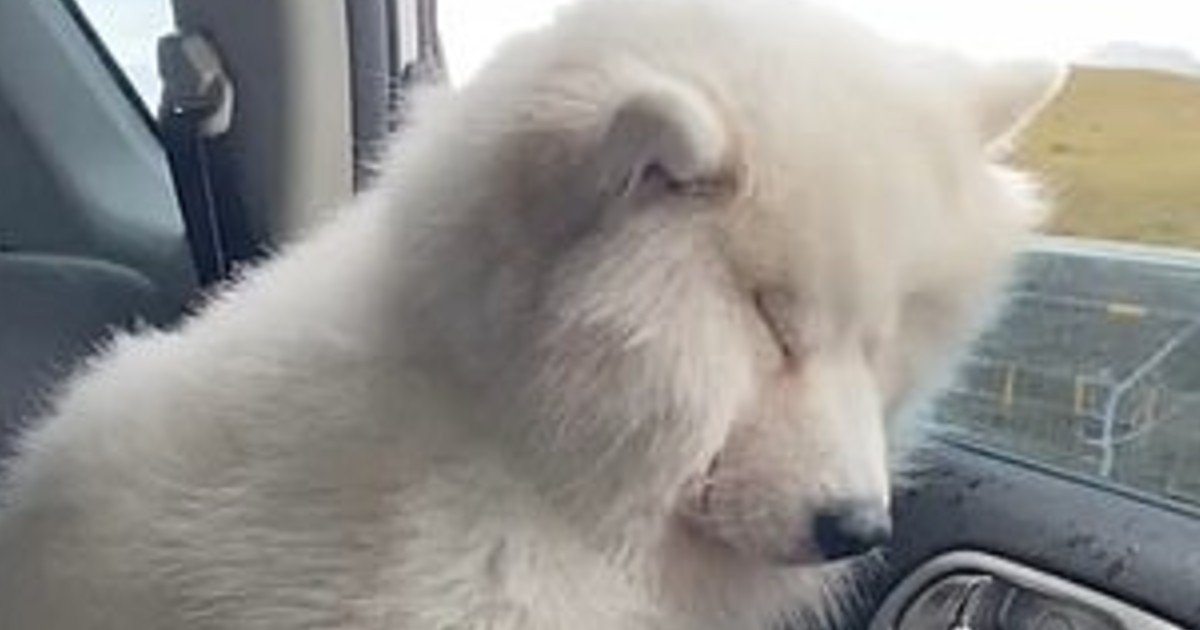 e18486e185aee1848ce185a6 42.jpg?resize=412,232 - Cute Pup Alert: Adorably Exhausted Samoyed Falls Asleep While Standing