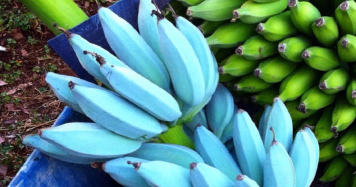 e18486e185aee1848ce185a6 57.jpg?resize=412,275 - People Who Tried Blue Java Banana Share Its Taste