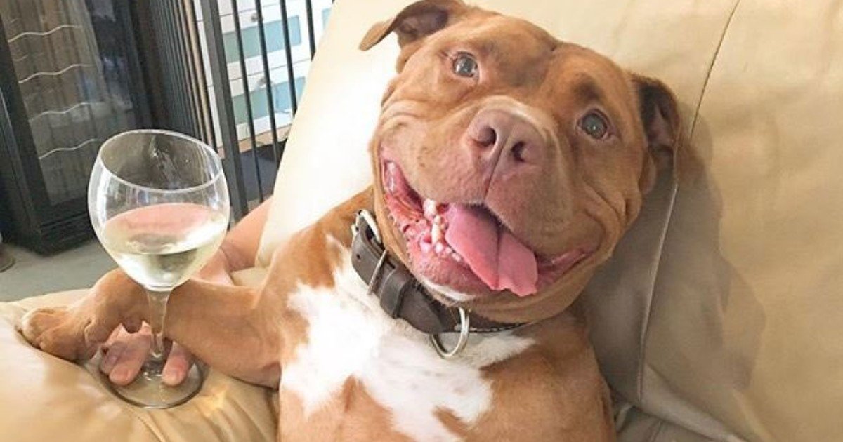 e18486e185aee1848ce185a6 94.jpg?resize=412,275 - Rescue Pit Bull Started Smiling After Getting Rescued By New Owner