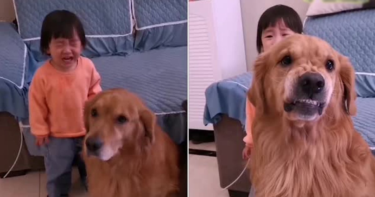 fada.jpg?resize=1200,630 - Heart Melting Footage Shows Loyal Pet Dog Protecting Crying Girl From Mother's Scolds 