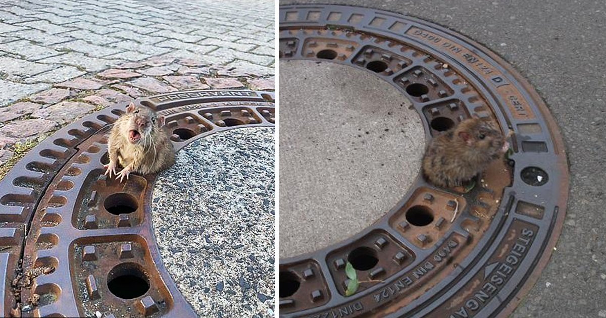 ffdfsdf.jpg?resize=412,232 - Mighty Rodent Chomps Down Firefighter's Finger As Rescuer Frees It From Manhole 