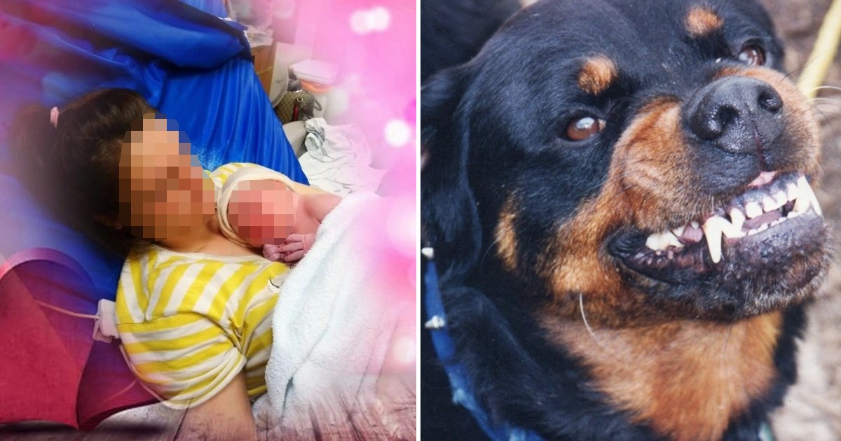 ffffffffffffff.jpg?resize=412,275 - New Born Baby Died After Brutally Mauled By The Family Dog