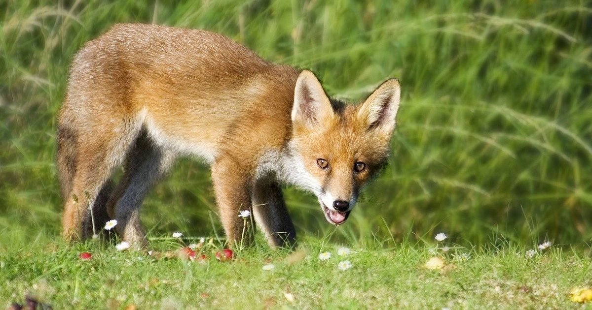 fox 1164951 1280 e1603475850365.jpg?resize=412,275 - Déterrage des renards: Une pratique infâme qui est encore autorisée en France