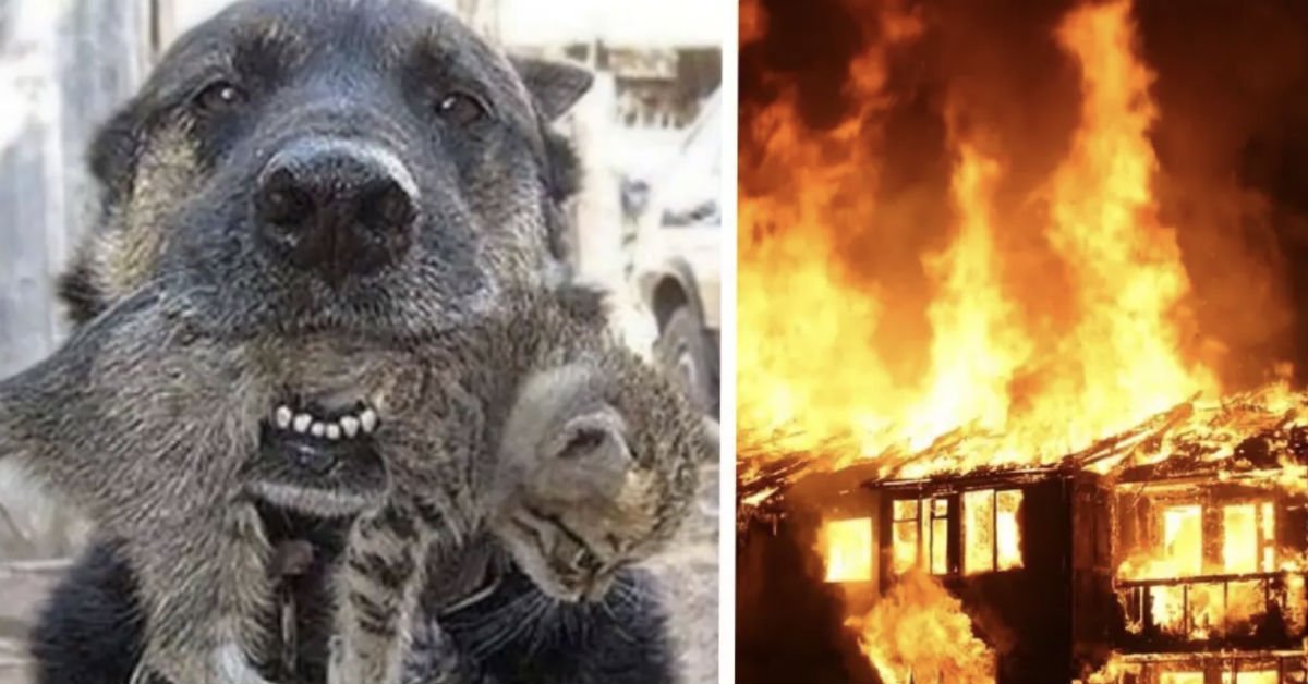 fres.jpg?resize=1200,630 - Un chien sauve son meilleur ami des flammes