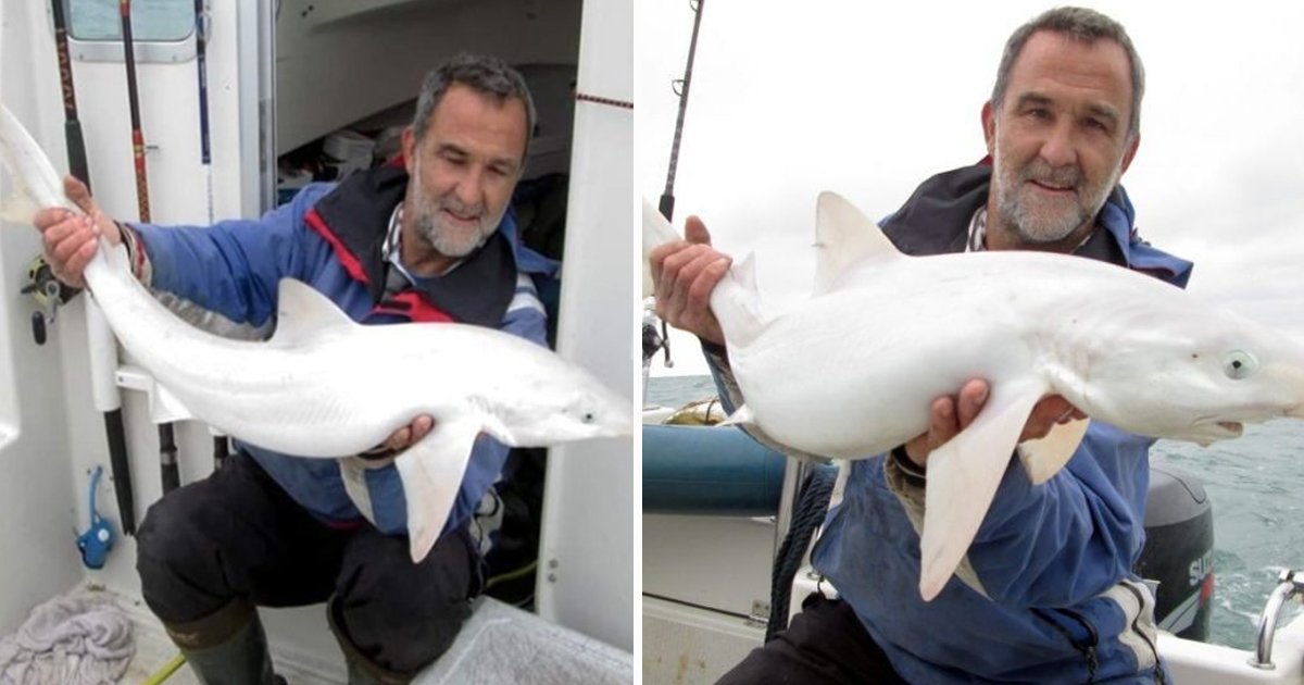 ggdgdsfs.jpg?resize=1200,630 - British Fisherman Makes History After Catching First-Ever Albino ‘All-White’ Shark