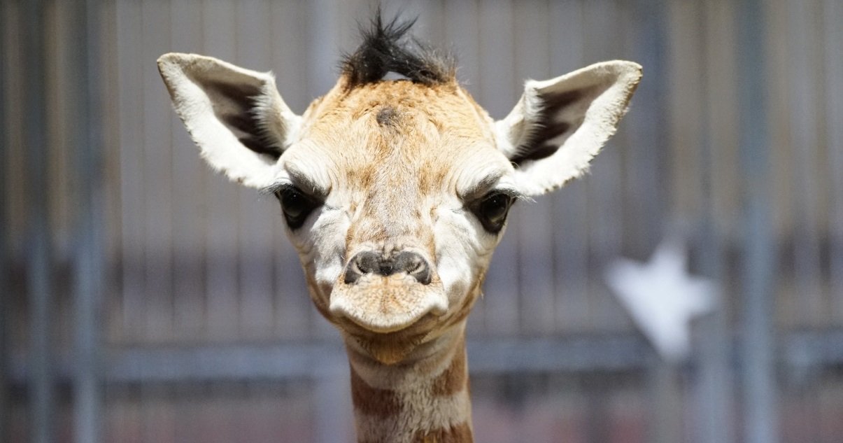 girafe.jpeg?resize=1200,630 - Carnet Rose: un bébé girafe est né au zoo d'Amnéville