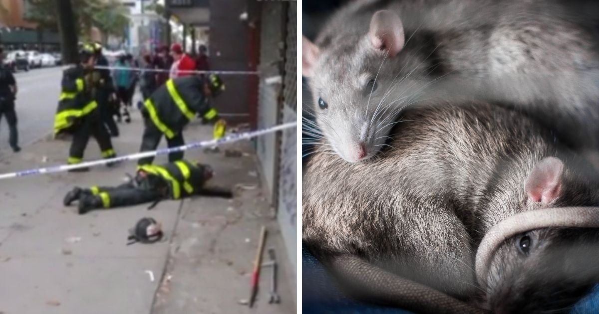 hole4.jpg?resize=412,275 - Man Falls Into A Sinkhole And Is 'Swarmed By So Many Rats He Couldn't Yell For Help'