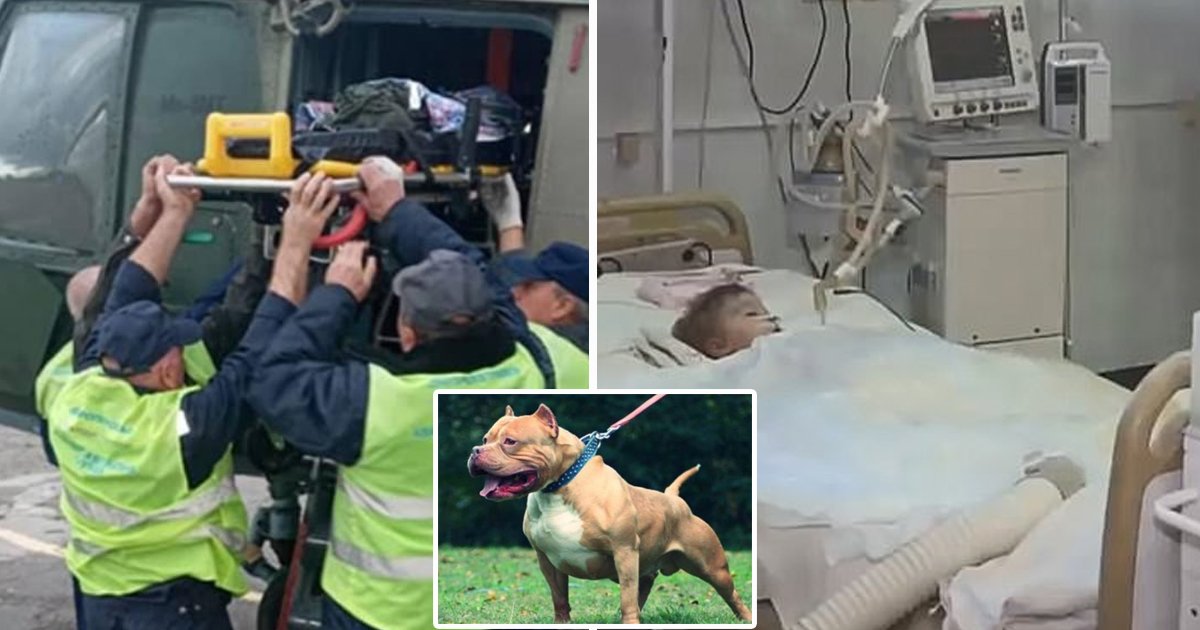 hsdfsfd.jpg?fit=1024%2C538&ssl=1&strip=all - 2-Year Old Boy Dies After Dog Ripped Off His Genitals On His Birthday