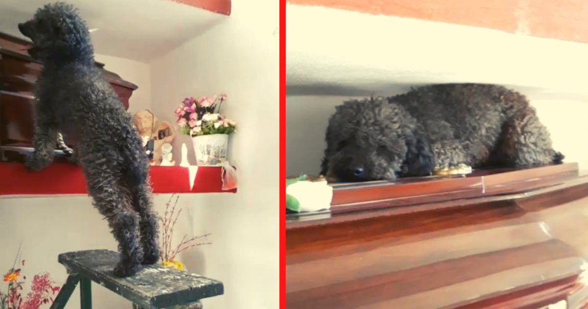 https   www vaagustar me wp admin post php post3598875actionedit.png?resize=412,275 - Perro Se Emociona Al Ir A Visitar La Tumba De Su Dueña, Fallecida Hace Más De 3 Años