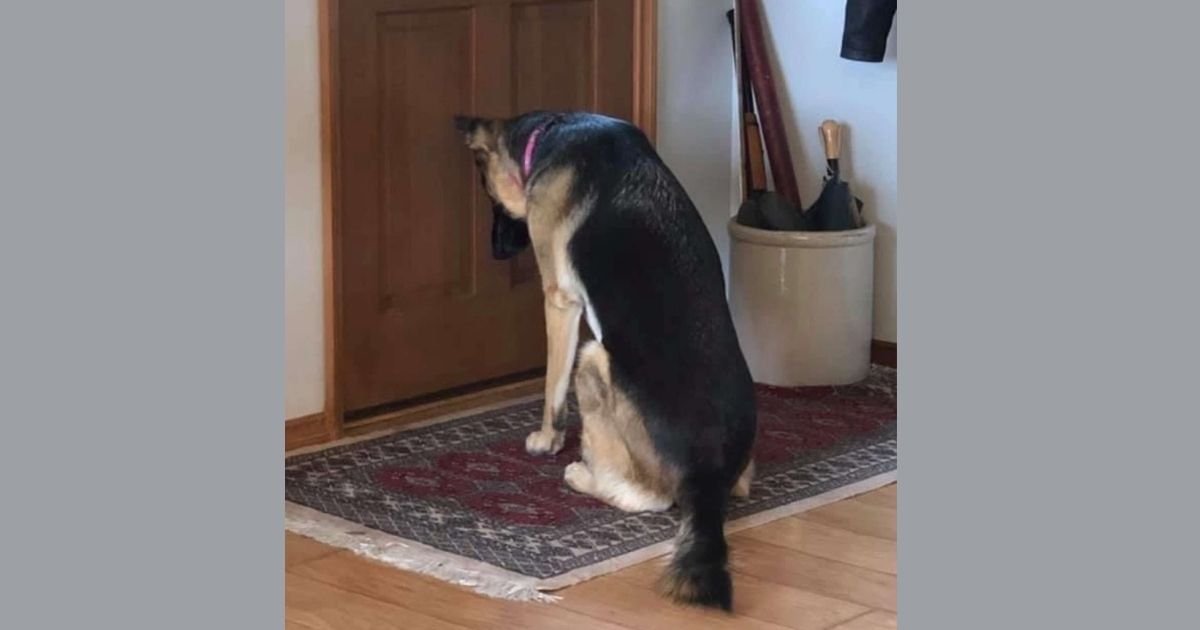katie synder.jpg?resize=1200,630 - Dog Sadly Waits By The Door For Her Dad To Get Back From The Hospital