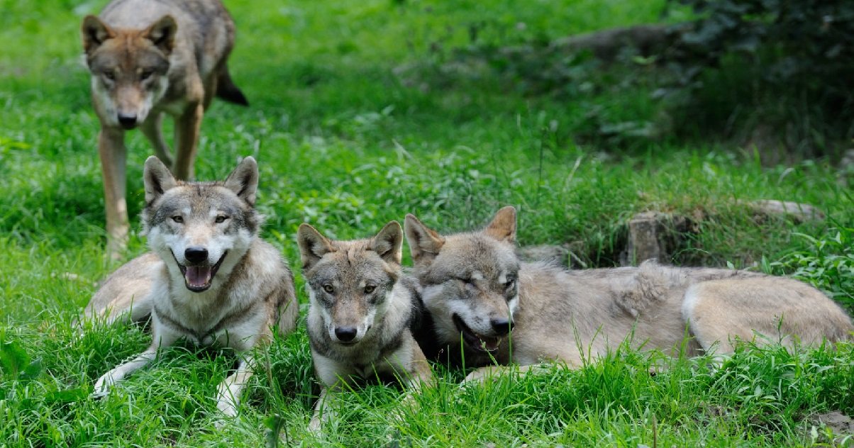 loups.jpg?resize=412,275 - Comme en 2020, une centaine de loups pourront être abattus en 2021