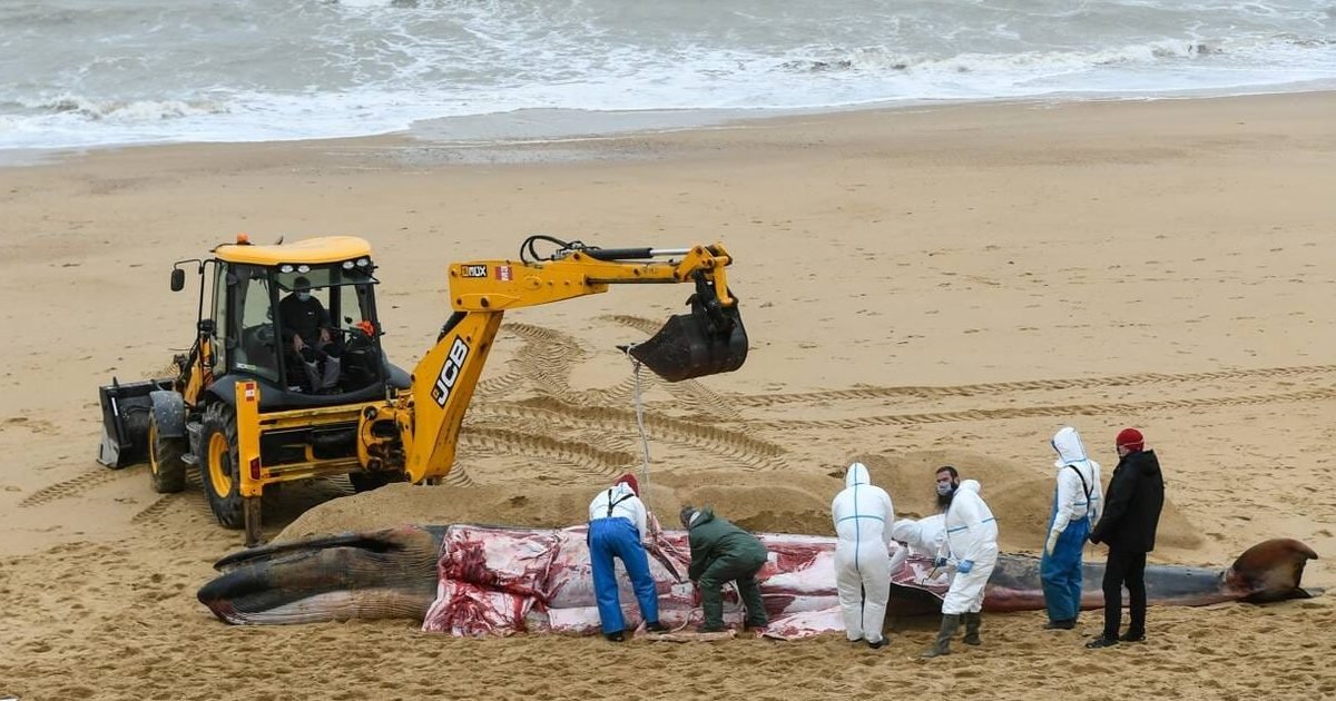 ouest france 1 e1601913343510.jpg?resize=1200,630 - Vendée : Un cétacé de 10 mètres retrouvé échoué sur la plage