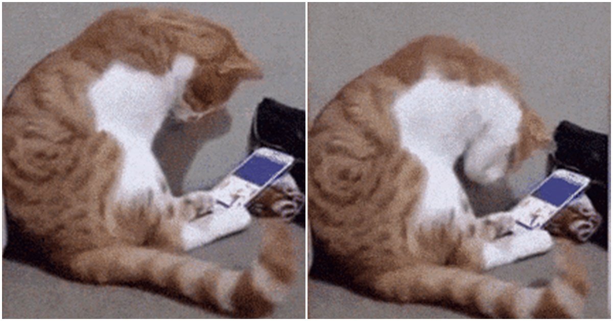 page 115.jpg?resize=1200,630 - 사랑하는 주인이 세상을 떠나고 시간이 지나 사진속 주인을 본 '고양이'의 반응 (영상)