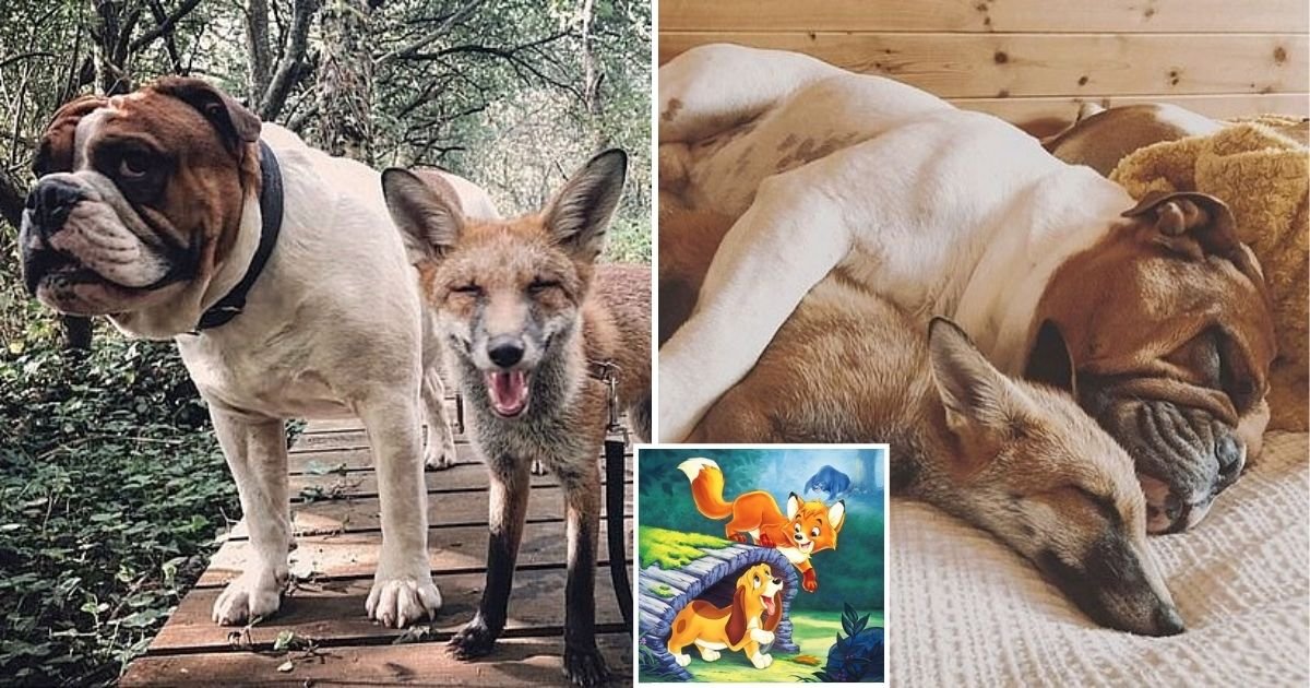 pals10.jpg?resize=1200,630 - Vixen Cub And Bulldog Pal Bring Disney Movie ‘The Fox and the Hound’ To Life
