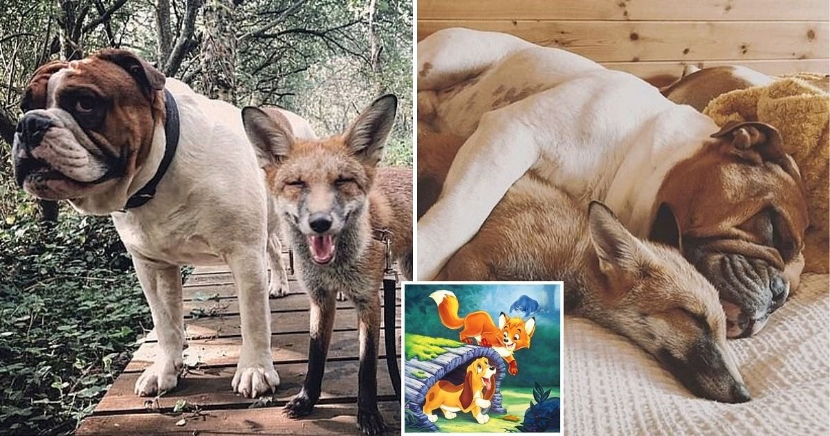 pals10.jpg?resize=412,275 - Vixen Cub And Bulldog Pal Bring Disney Movie ‘The Fox and the Hound’ To Life