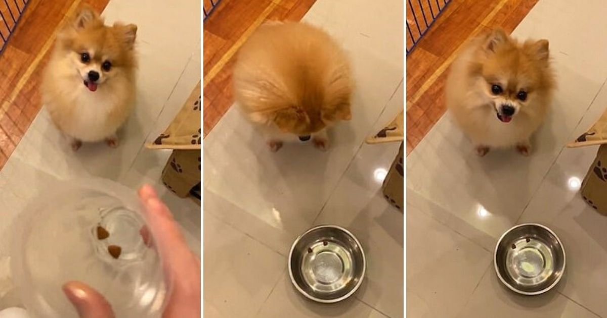 pao4.jpg?resize=412,275 - Furious Dog Sends His Food Bowl Flying After Owner Put Only Two Kibbles In His Bowl