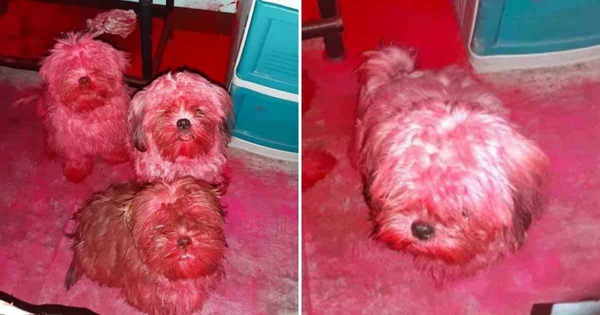 puppies5.jpg?resize=1200,630 - Mischievous Puppies Turn Themselves Completely Pink While Owner Was Still Sleeping In Bedroom