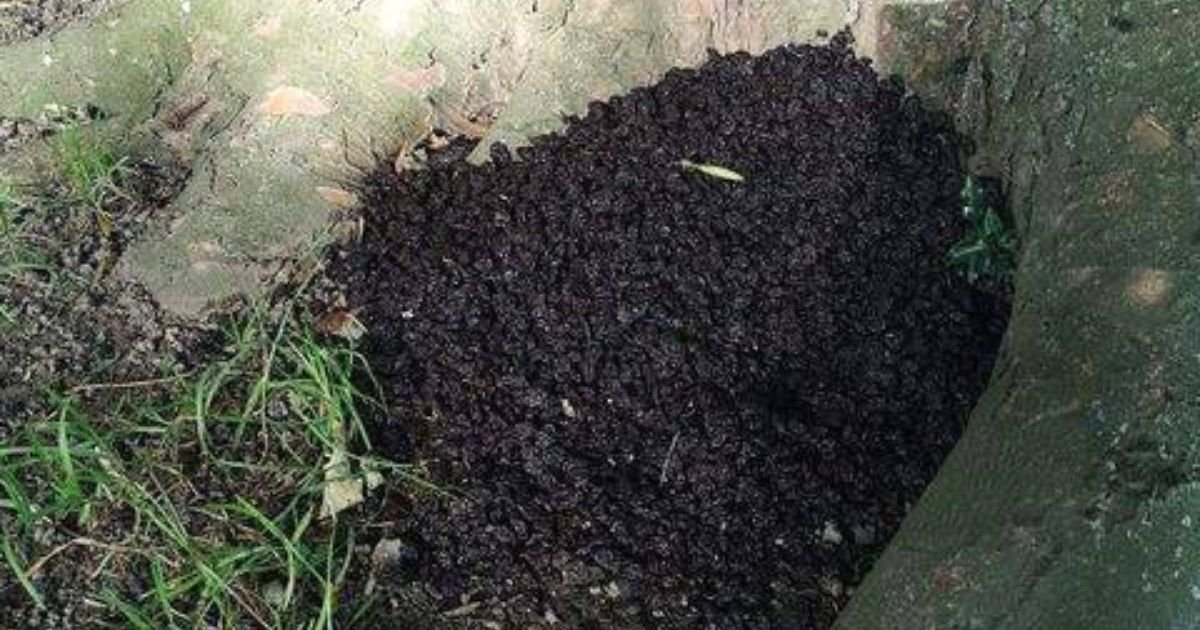raisins.jpg?resize=1200,630 - Dog Owners Furious After Someone Dumped A Mound Of Raisins In A Park