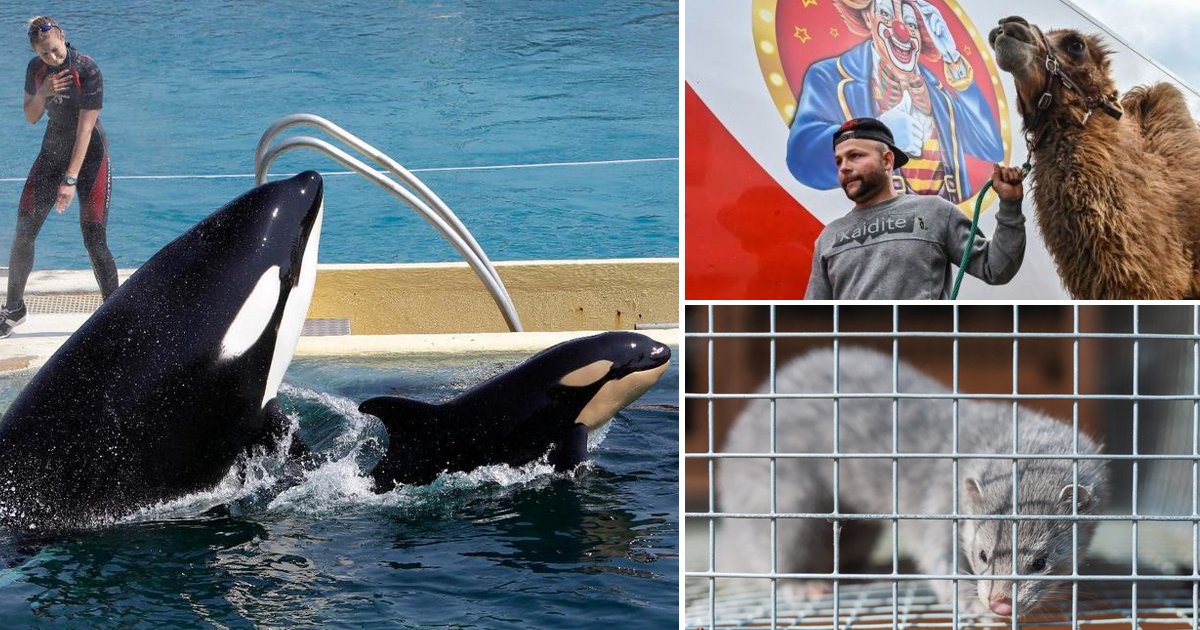 rk6yo.jpg?resize=412,232 - France To Ban Use Of Wild Animals In Circuses, Marine Parks, And Fur Farms