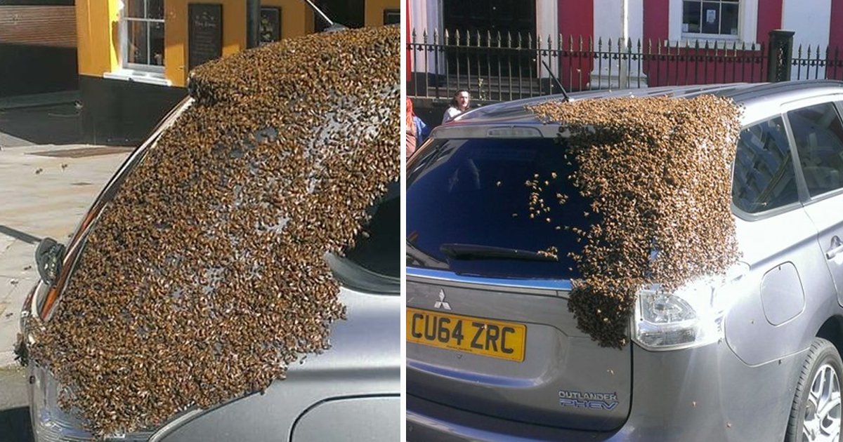 sdfsd.jpg?resize=412,232 - Swarm Of 20,000 Bees Chase Car For 2 Days After Queen Bee Gets Trapped Inside