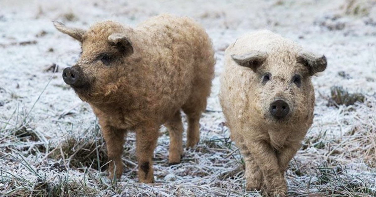 sdfsdfdsfsdf.jpg?resize=412,275 - Meet The Adorable Furry Pig That Appears As A Sheep But Behaves As A Dog