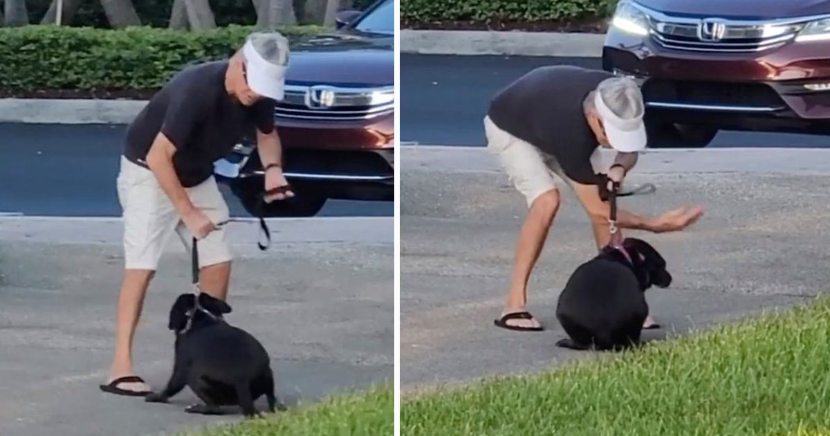 sdsfsdfs.jpg?resize=1200,630 - Florida Pet Owner Caught On Camera Brutally Slapping And Punching Dog