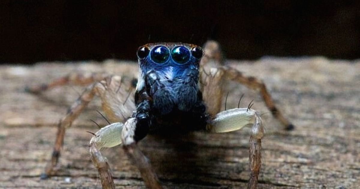 spider6.jpg?resize=412,275 - Woman Finds Spider With BLUE Face And Eight Eyes, Expert Confirms The Creature Is Unknown