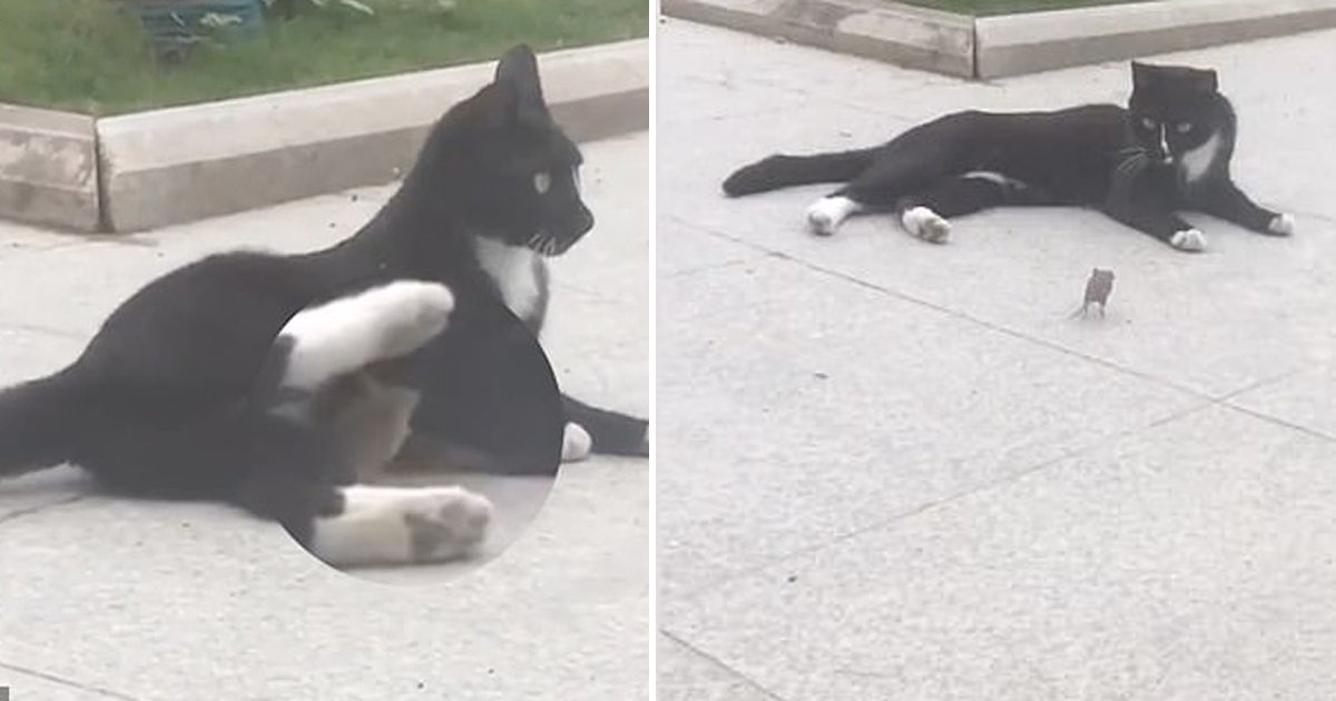 ssagasdg.jpg?resize=1200,630 - Video Captures Real-Life Tom and Jerry As Mouse Runs Up To A Cat 'For Cuddles' After Being Chased Around
