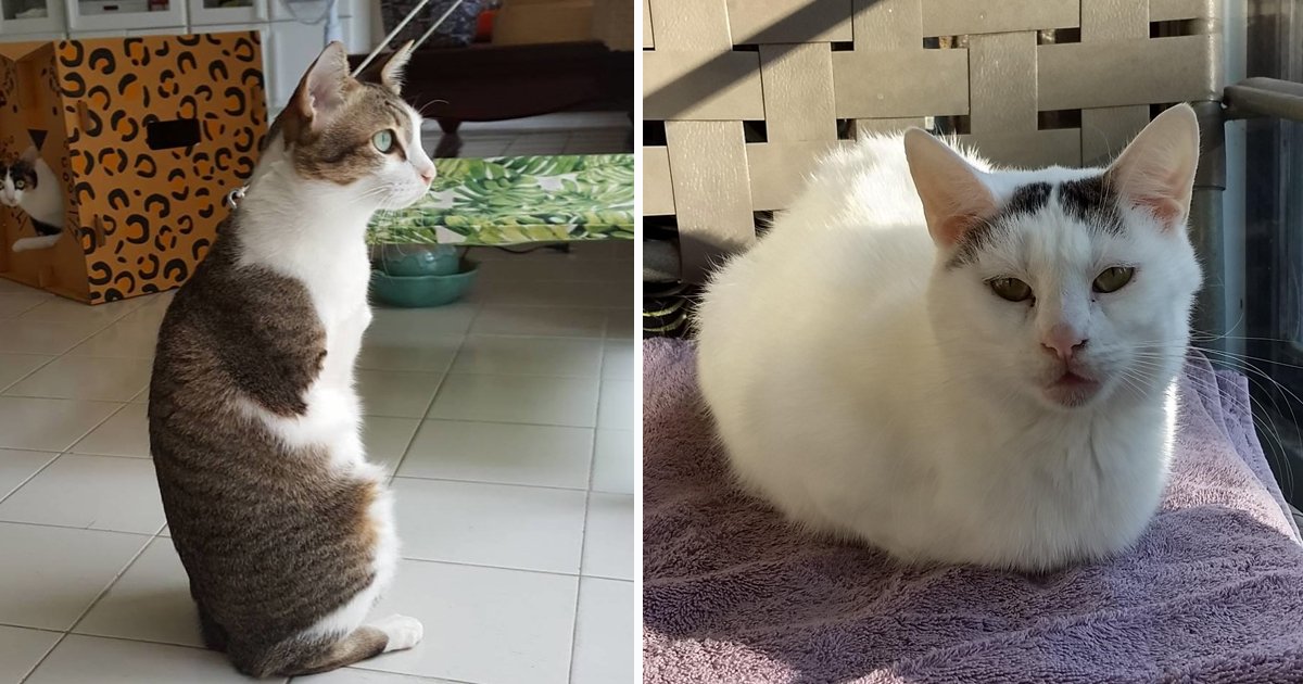 ssdfs.jpg?fit=1024%2C538&ssl=1&strip=all - Inspiring Journey Of A Cat With No Legs And Her Quest For a New Home