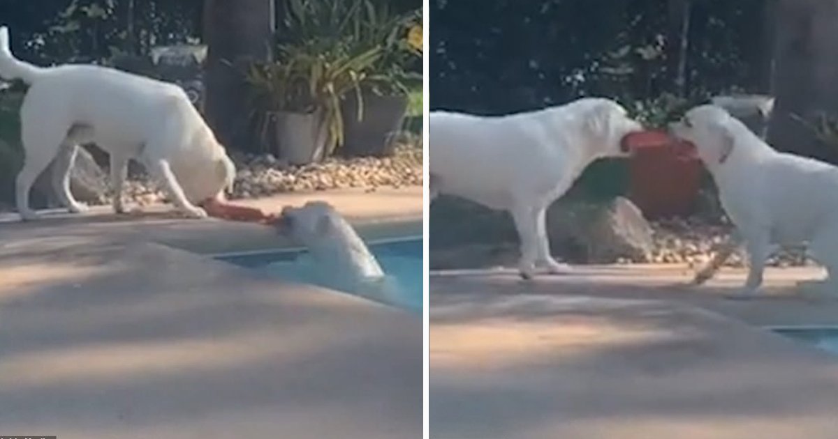 ssssf.jpg?resize=1200,630 - Smart Dog Uses A Rope Chew Toy To Rescue His Sister Out Of Swimming Pool 
