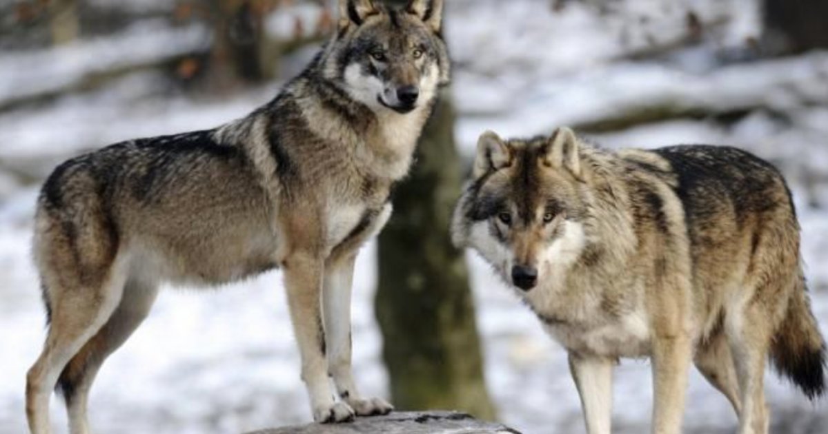 storm alex are the wolves in alpha park still alive e1601965832823.png?resize=1200,630 - Tempête Alex : des loups en liberté après la destruction d'un parc