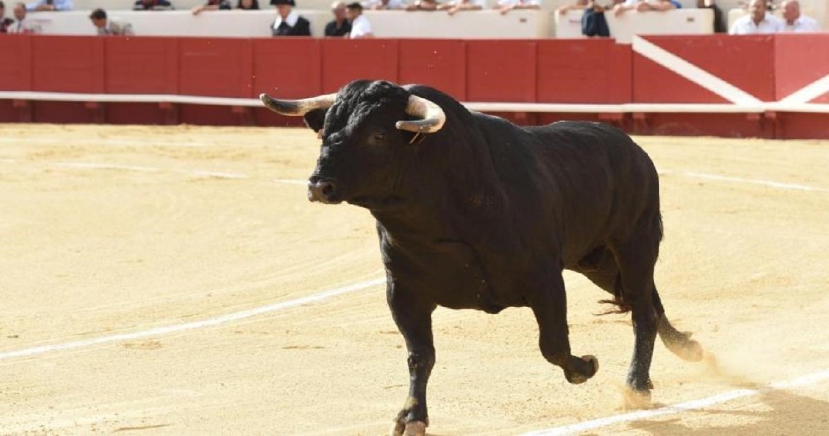 taureaux.jpg?resize=412,275 - Vers une suppression des aides européennes pour les élevages destinés à la corrida ?