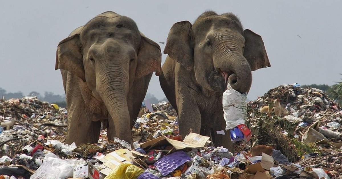 Elephants Seen Scavenging Through Trash At Landfill Near Their Natural