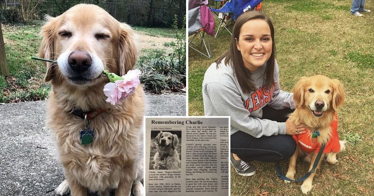 untitled design 3.jpg?resize=1200,630 - Dog Owner Pens Tear-Jerking Obituary For Her Deceased Golden Retriever