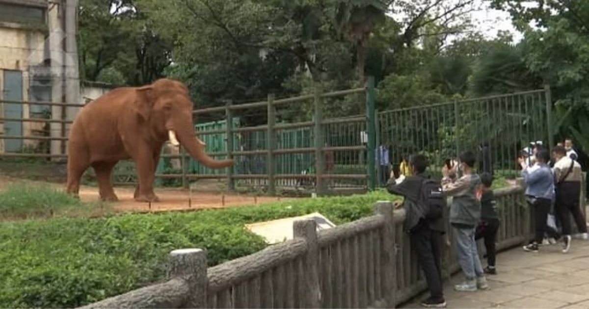 untitled design 6 3.jpg?resize=412,275 - Elephant Eats Plastic Bag After Zoo Visitor Throws It Into Its Enclosure